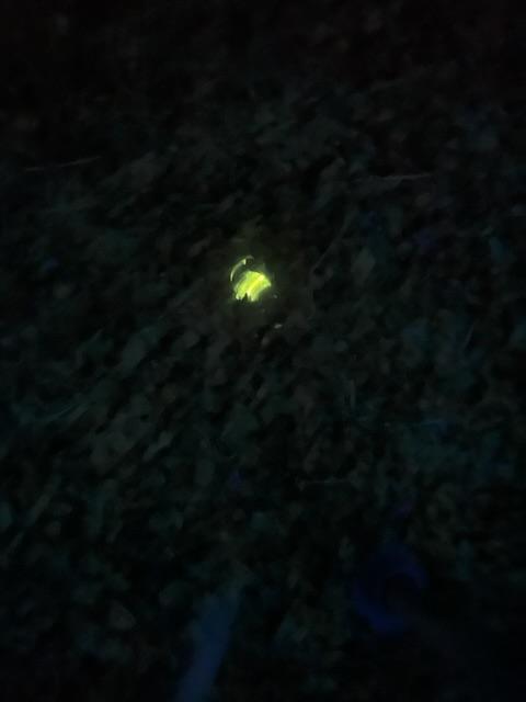 Glühwürmchen
