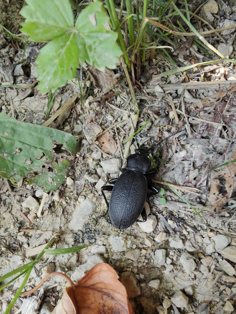 Schwarzer Käfer