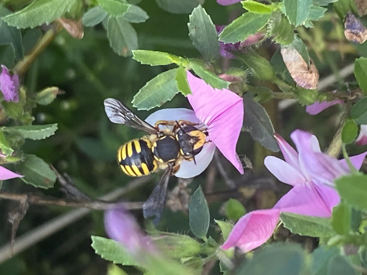 Wespe oder Biene?