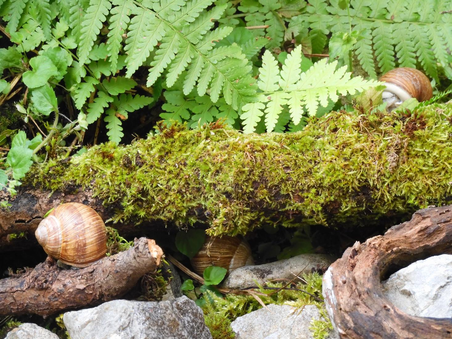 Weinbergschnecke