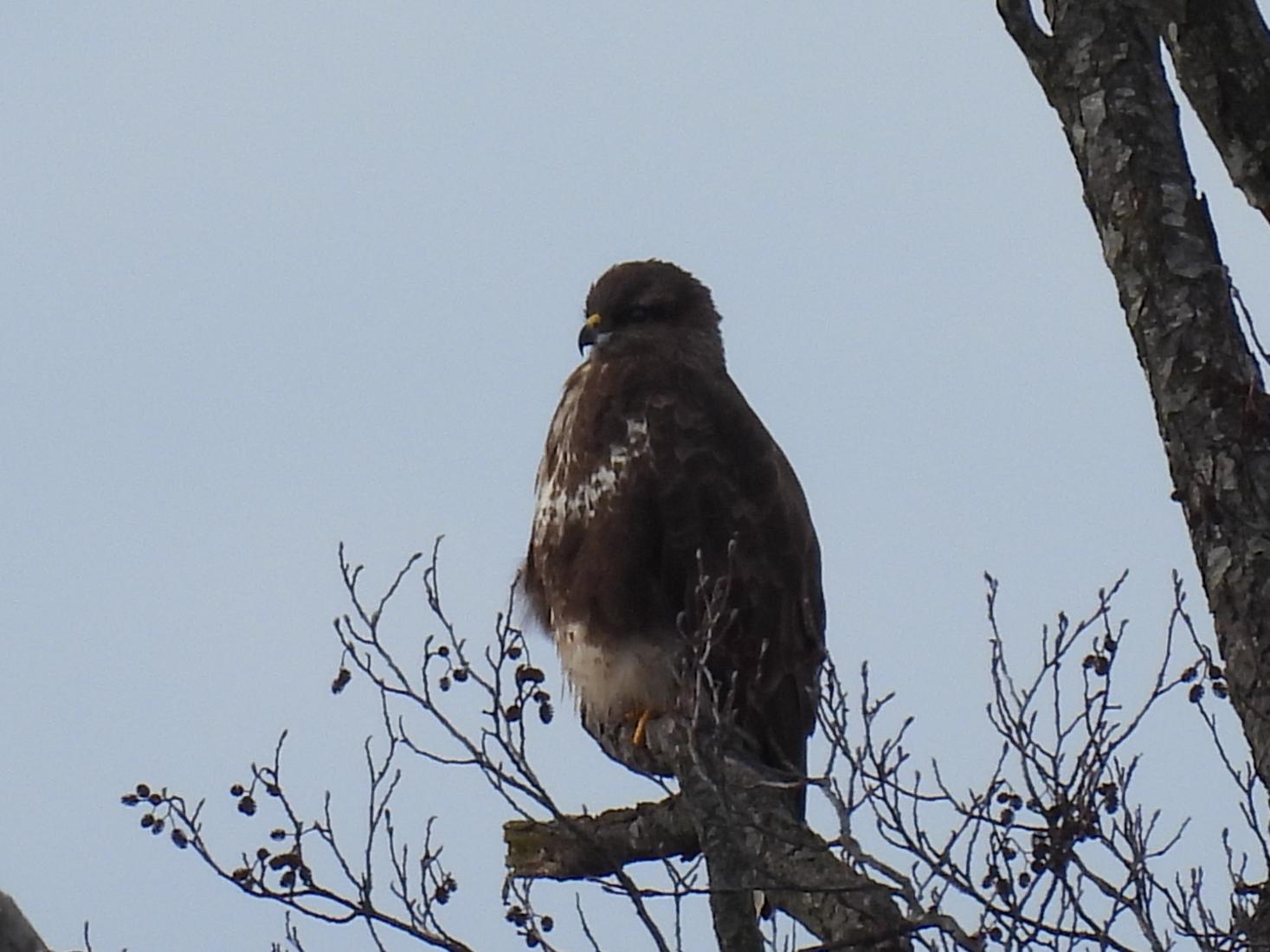 Mäusebussard