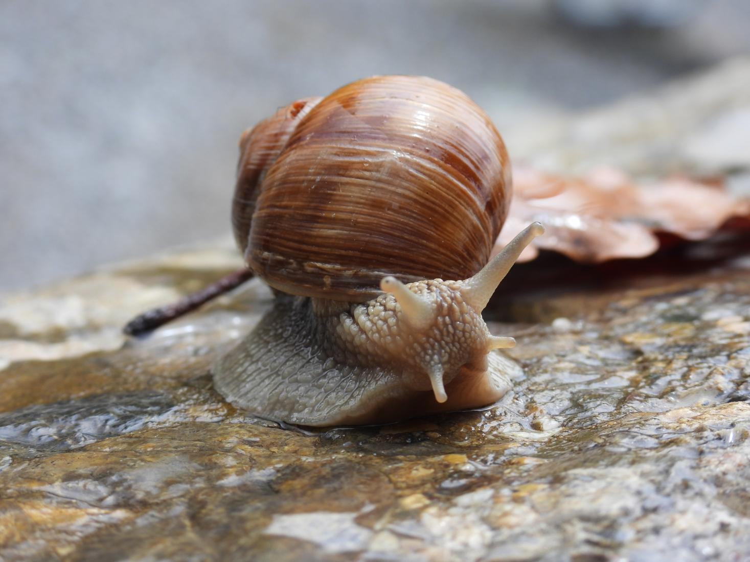 Weinbergschnecke