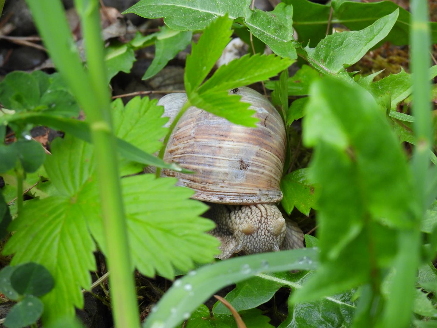 Weinbergschnecke