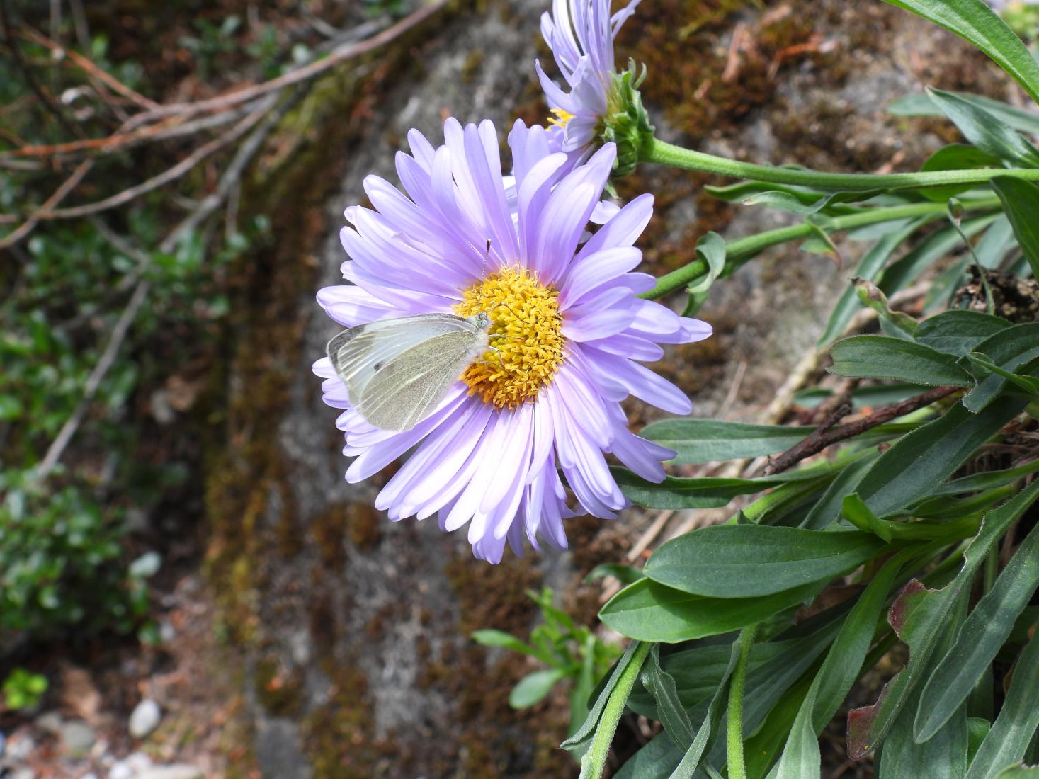 Kleiner Kohlweißling