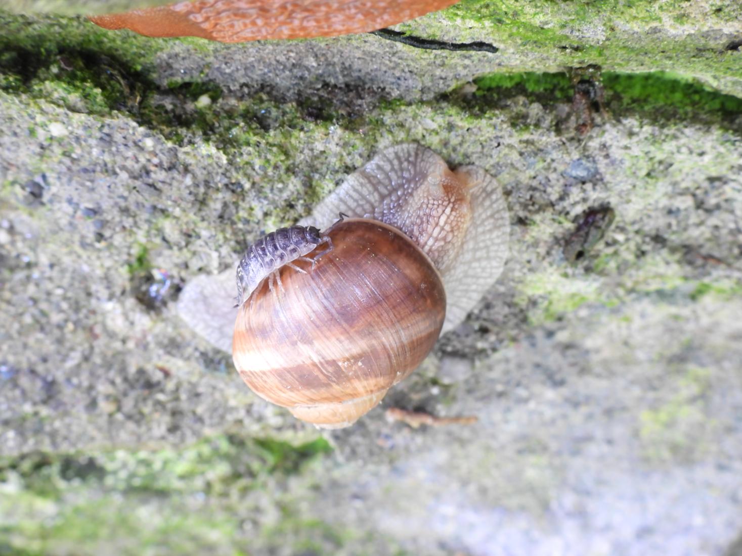 Weinbergschnecke