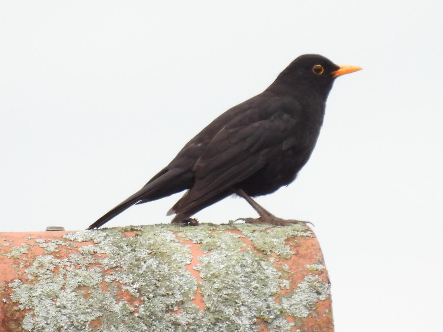 Amsel