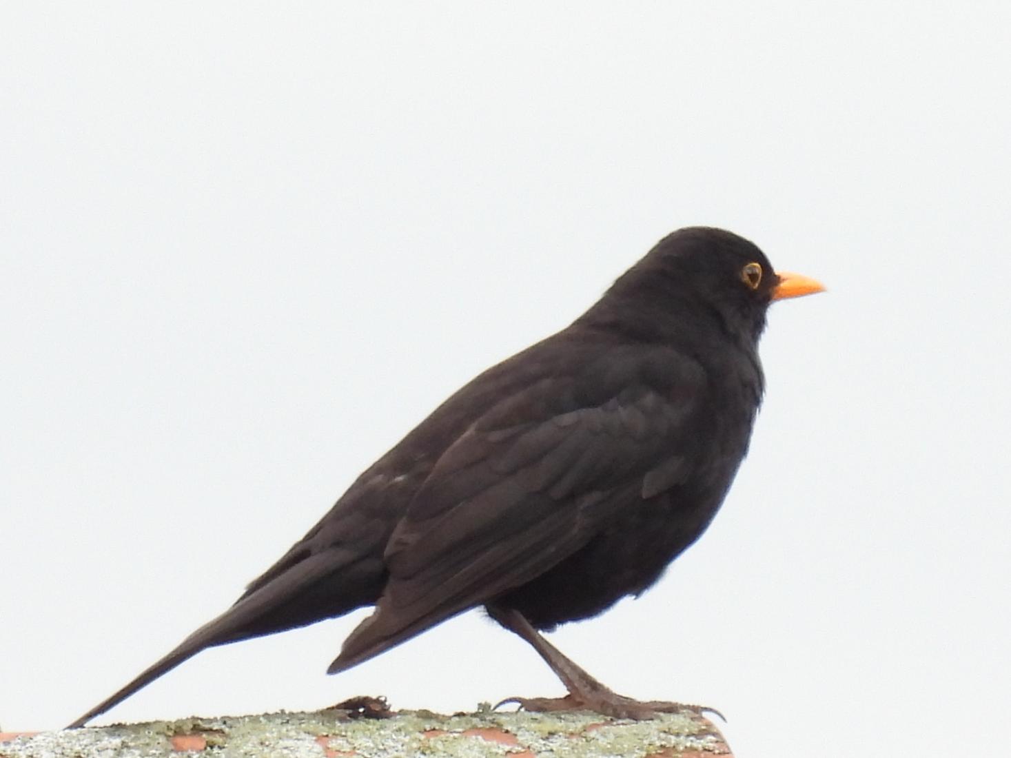 Amsel