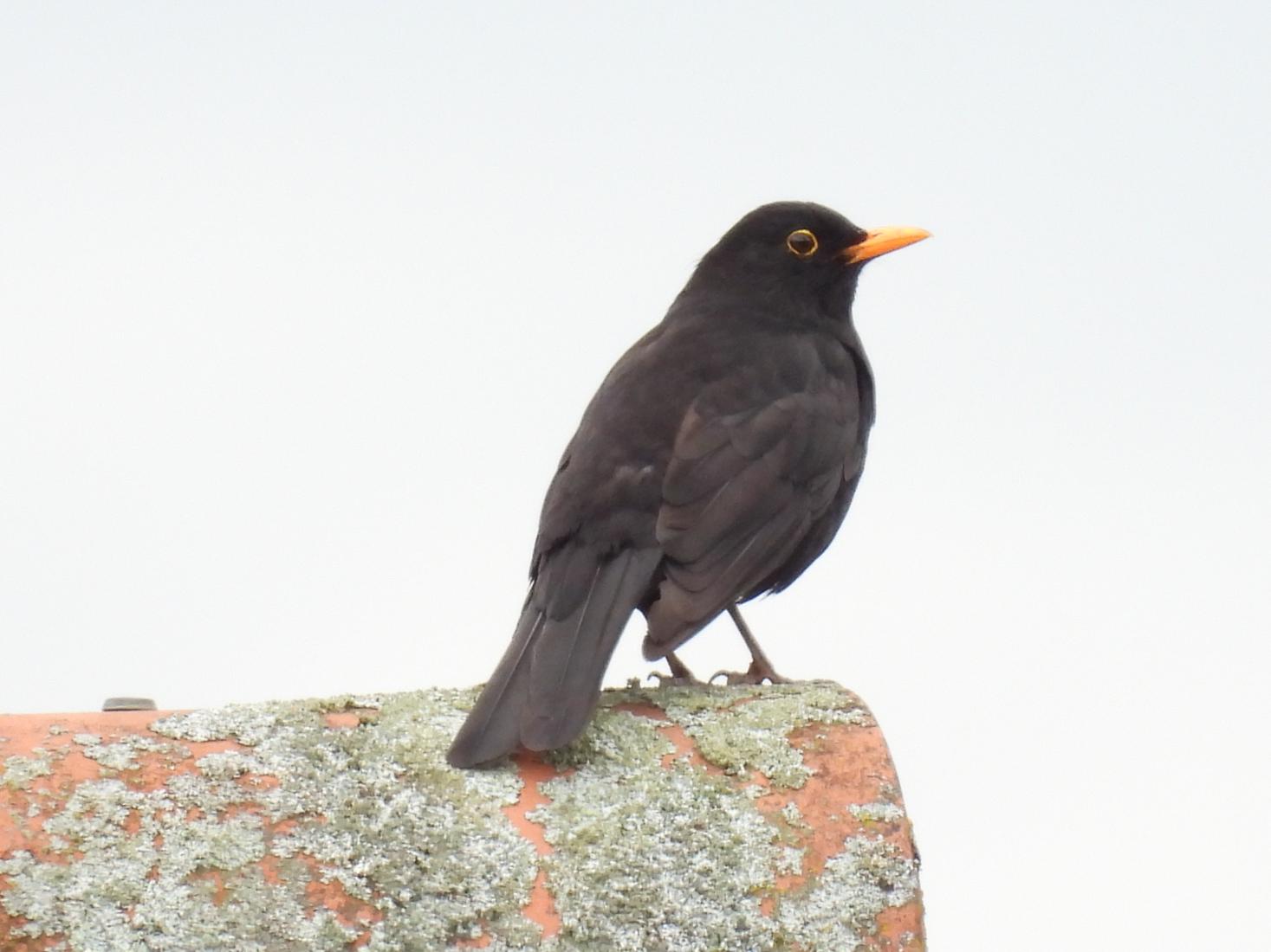 Amsel