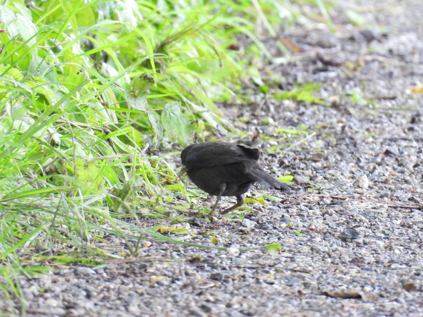 Amsel