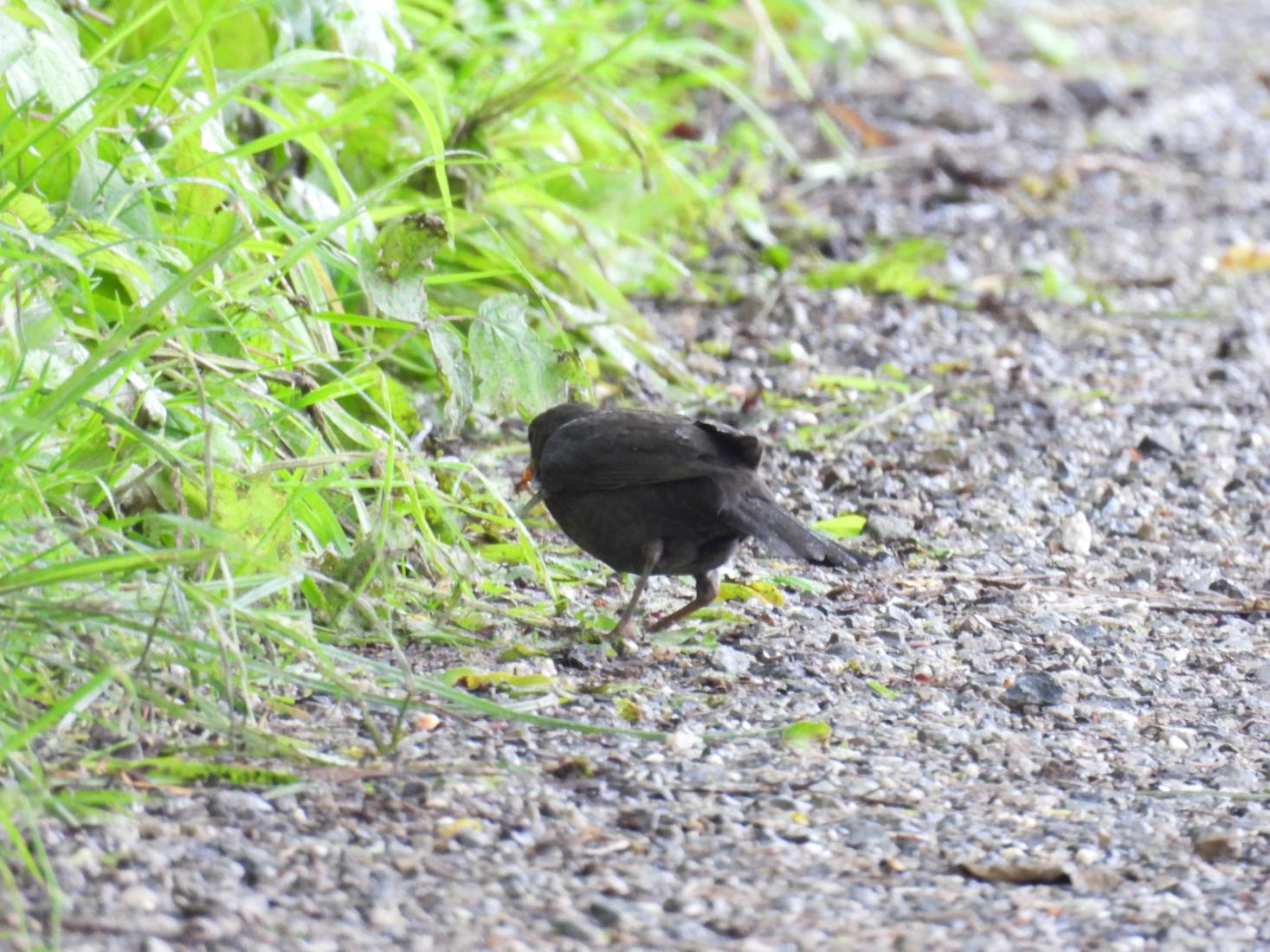 Amsel