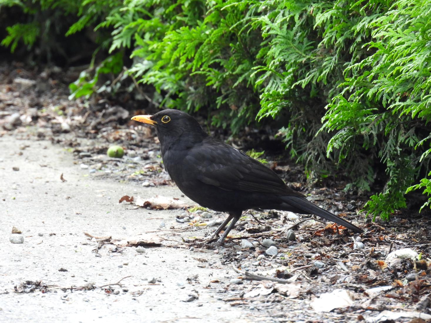 Amsel