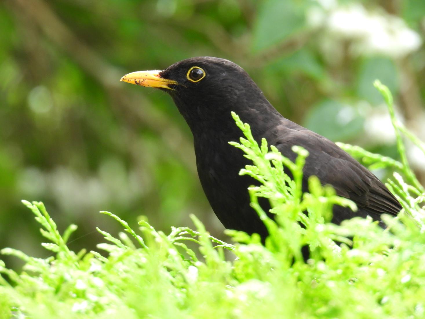 Amsel