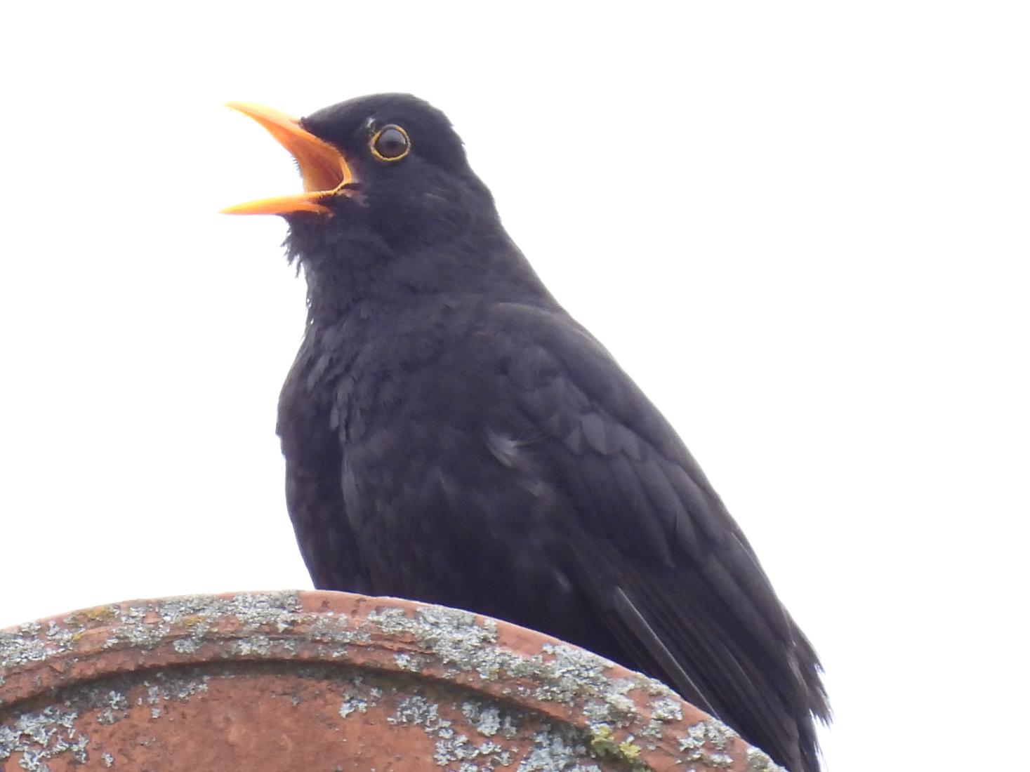 Amsel