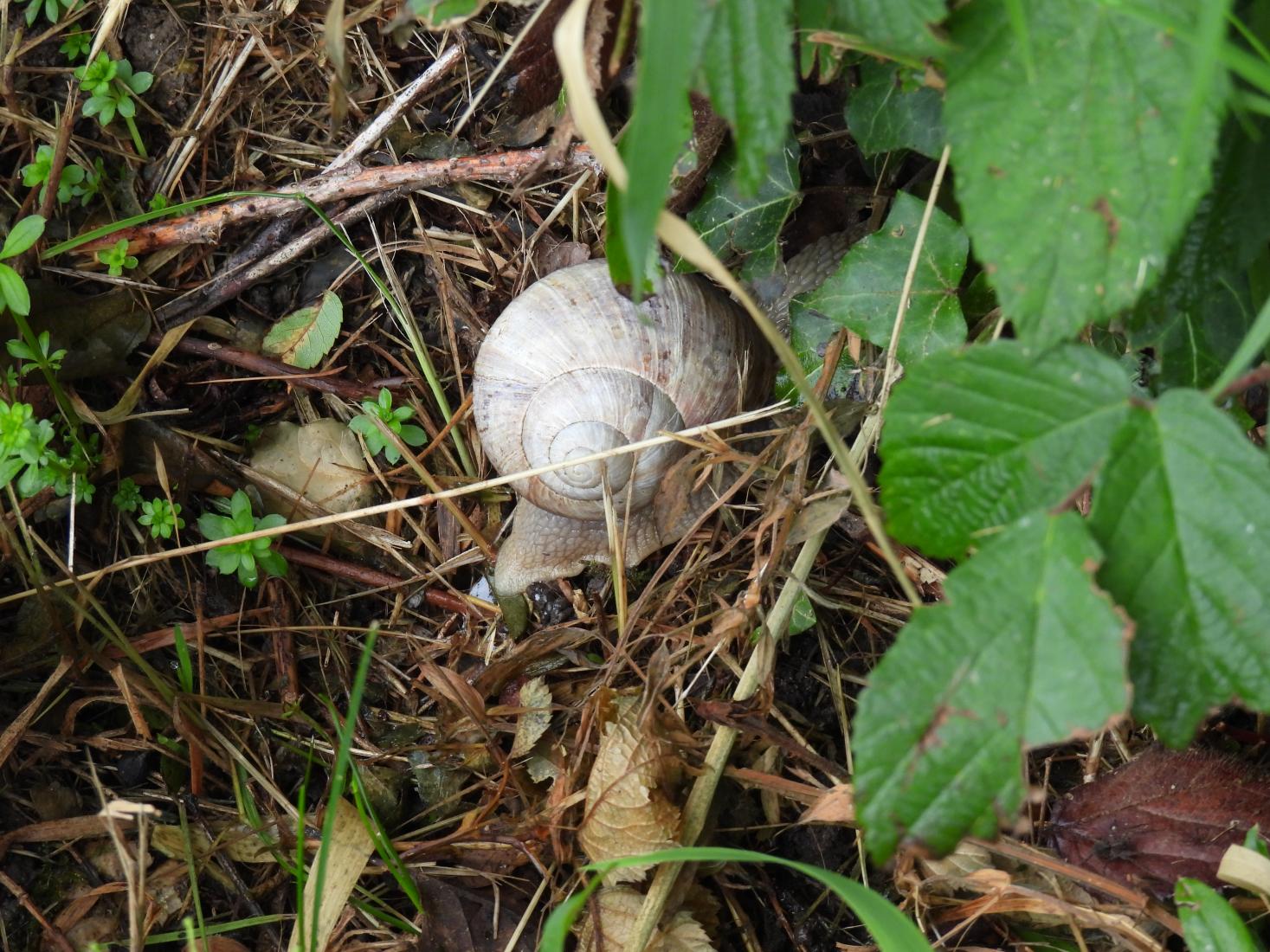 Weinbergschnecke