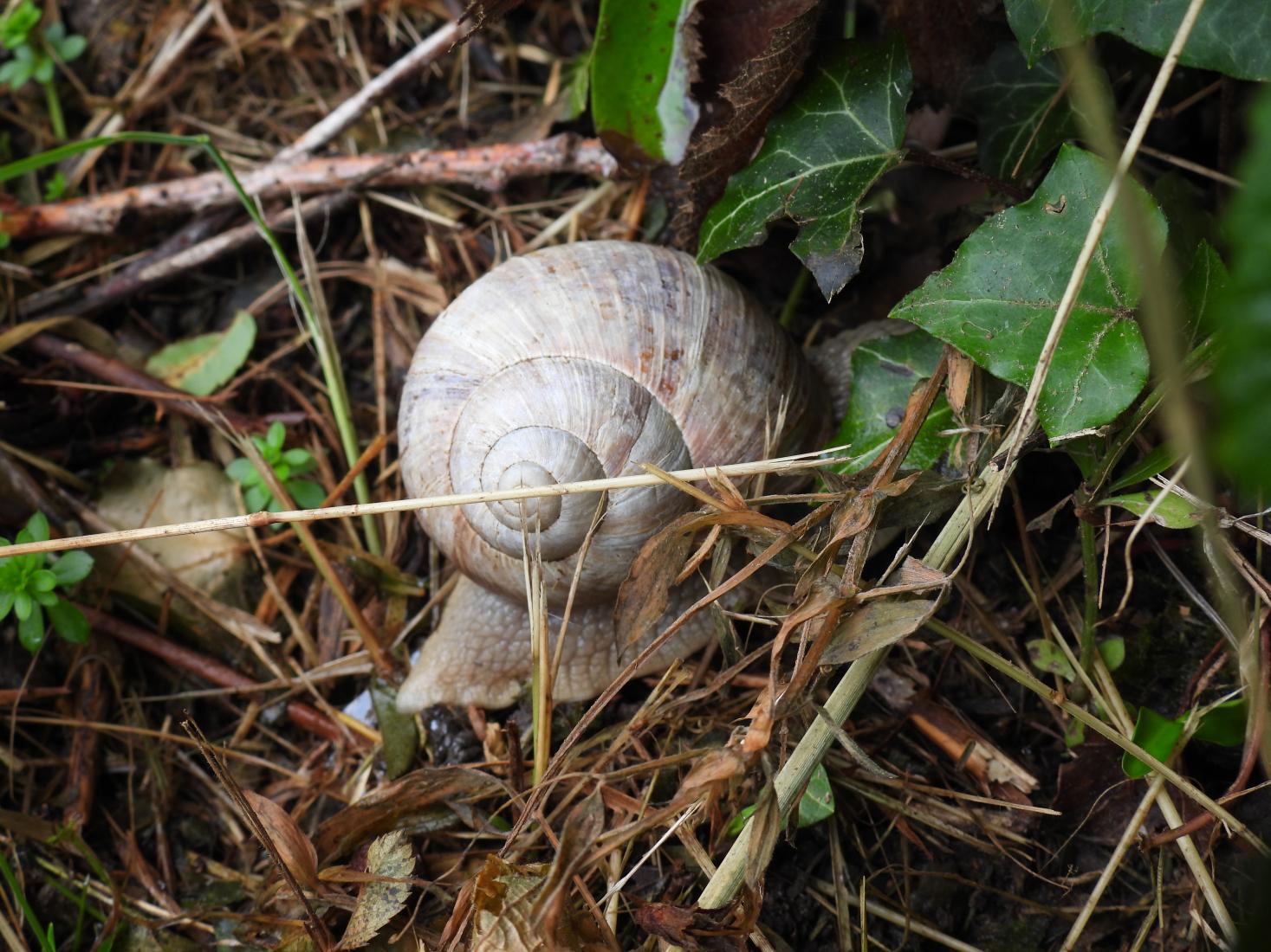 Weinbergschnecke