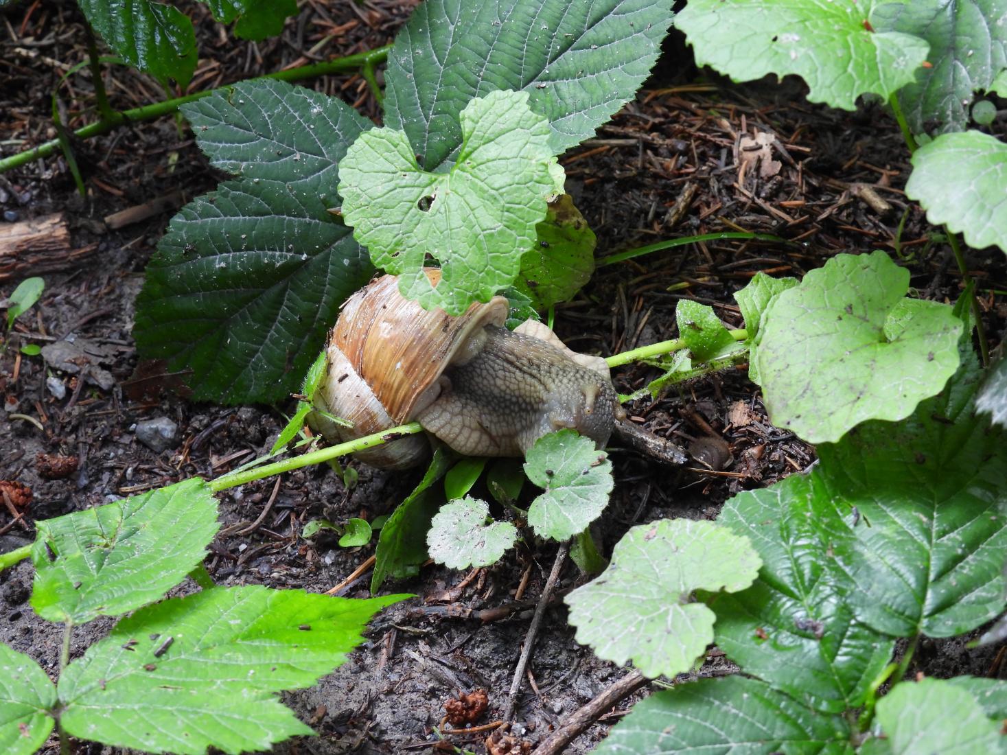 Weinbergschnecke