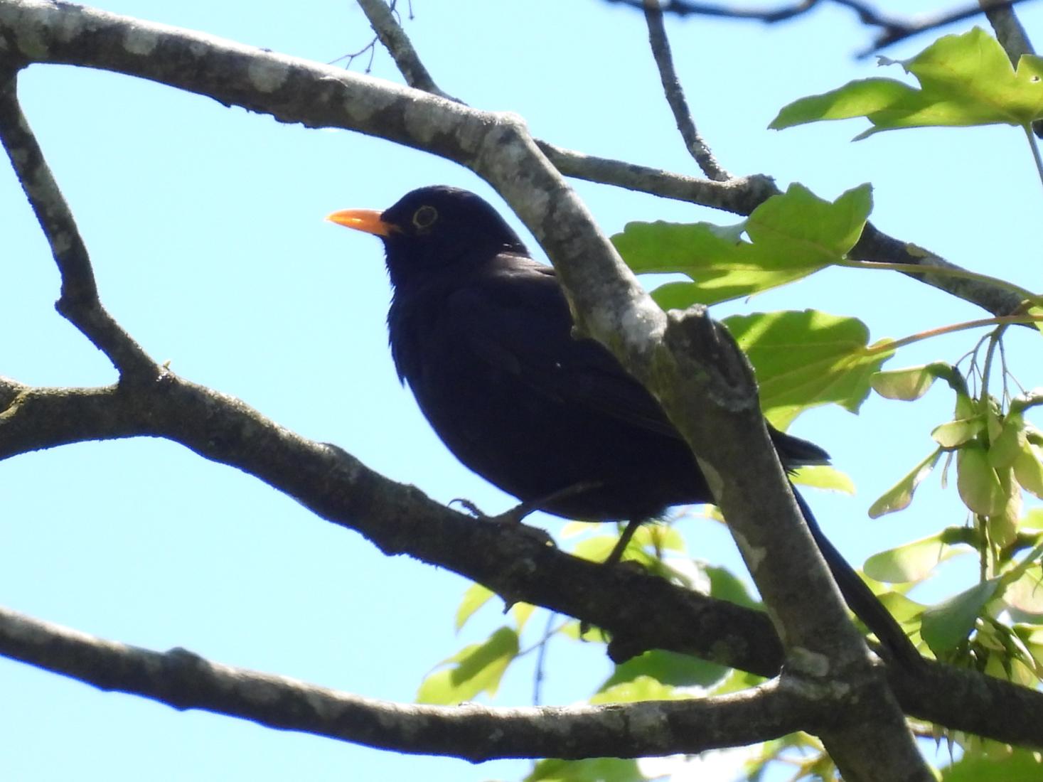 Amsel