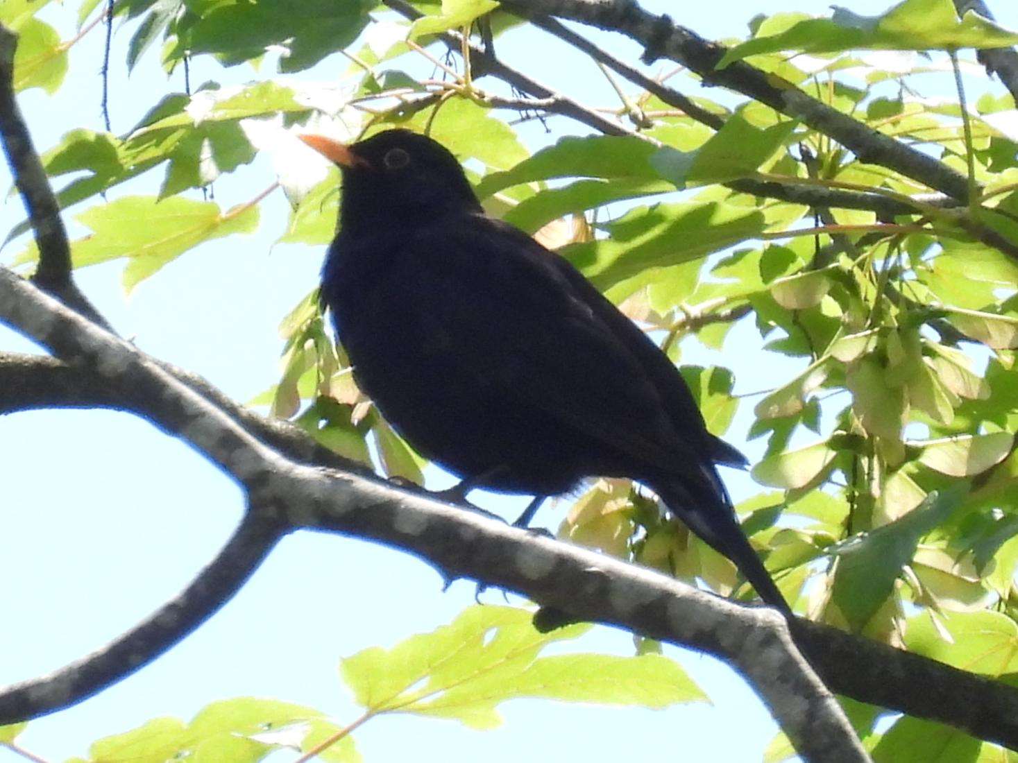 Amsel