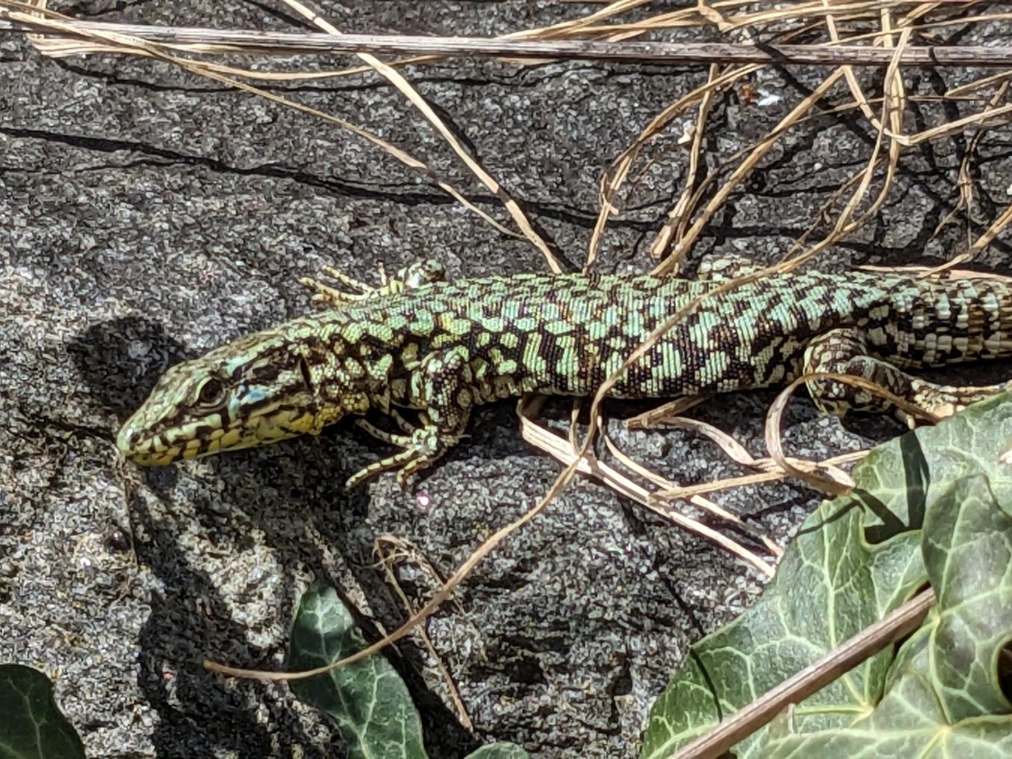 lézard des murailles