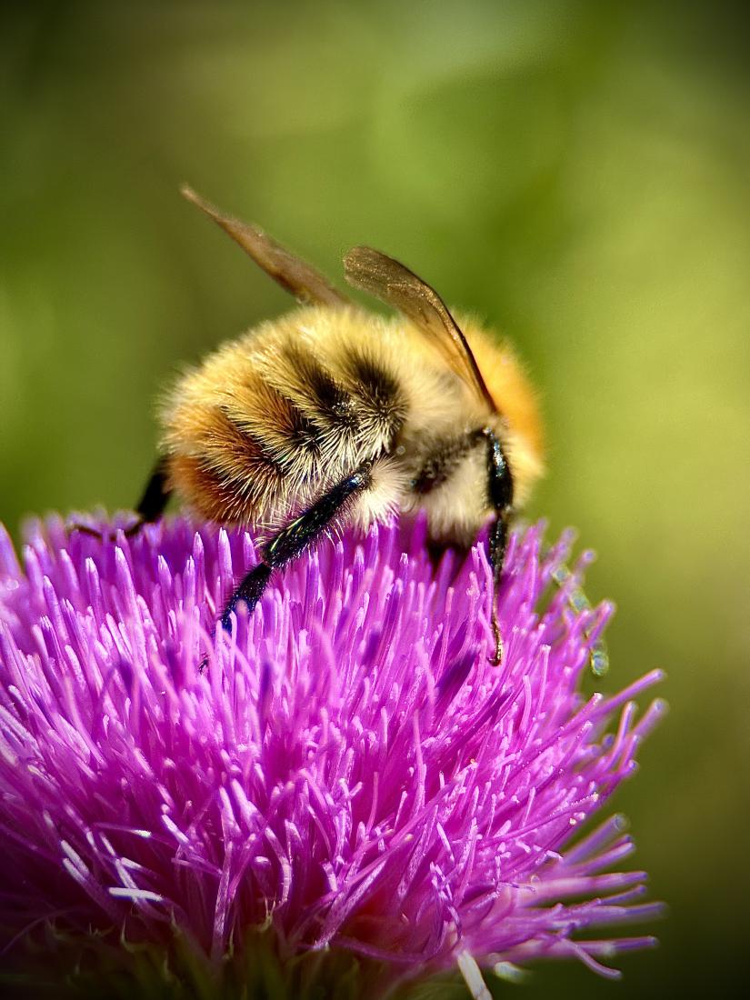 Ackerhummel 