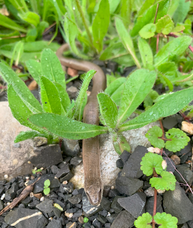 Blindschleiche