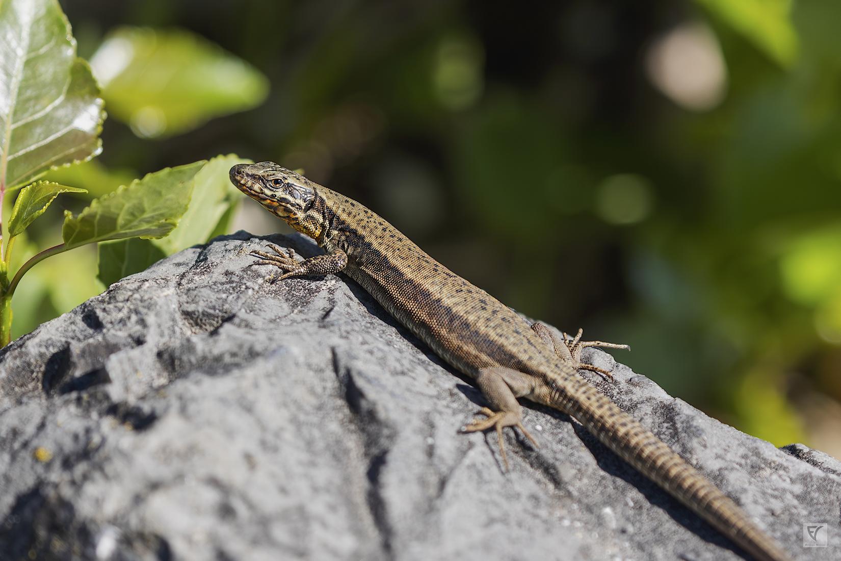 lézard des murailles