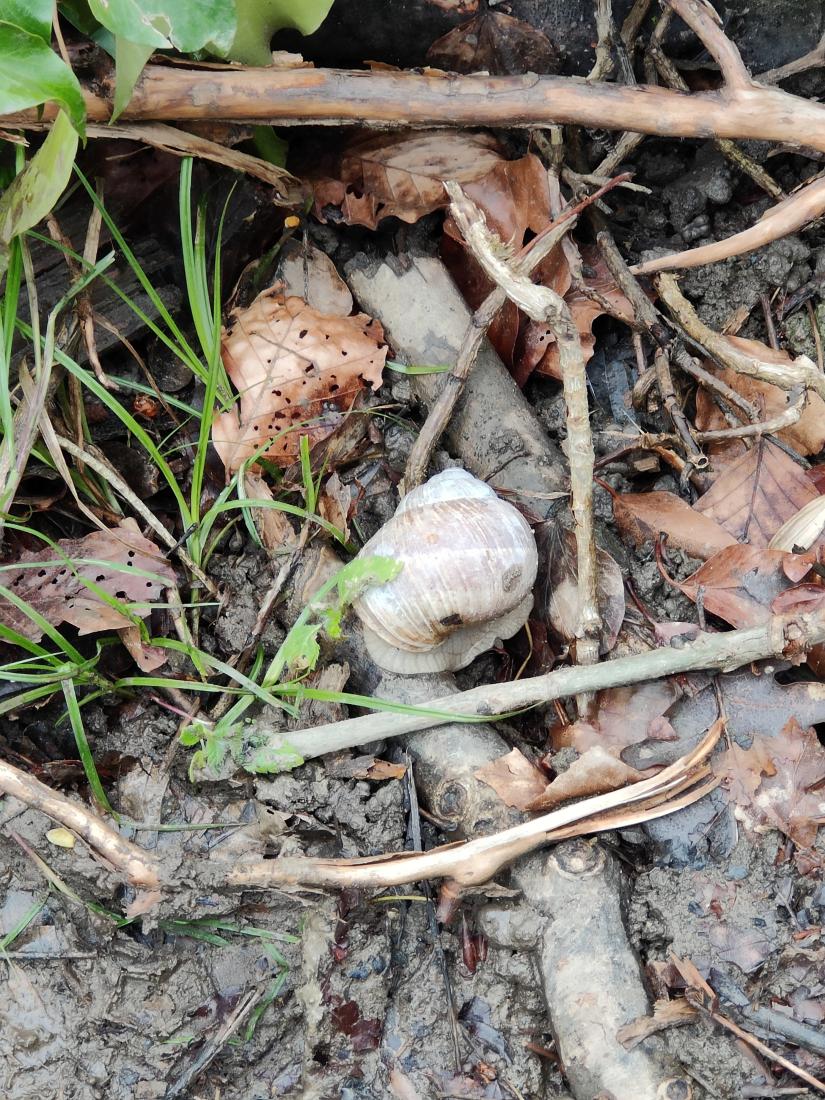 escargot de Bourgogne