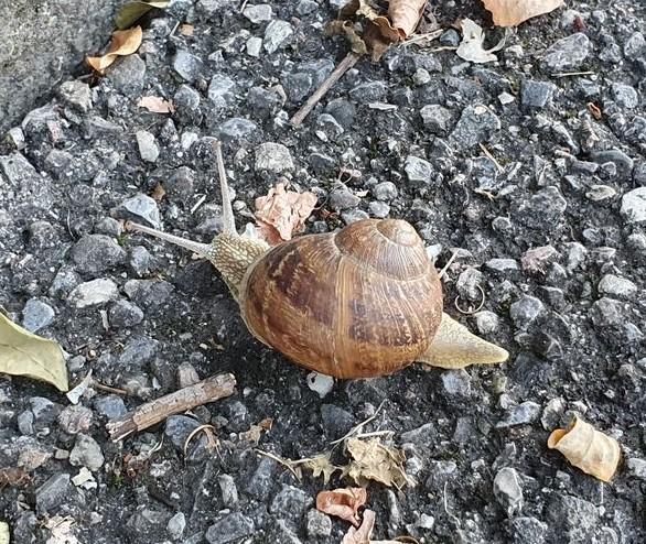 Gefleckte Weinbergschnecke