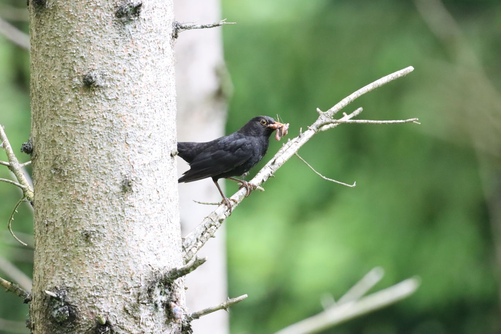 Amsel