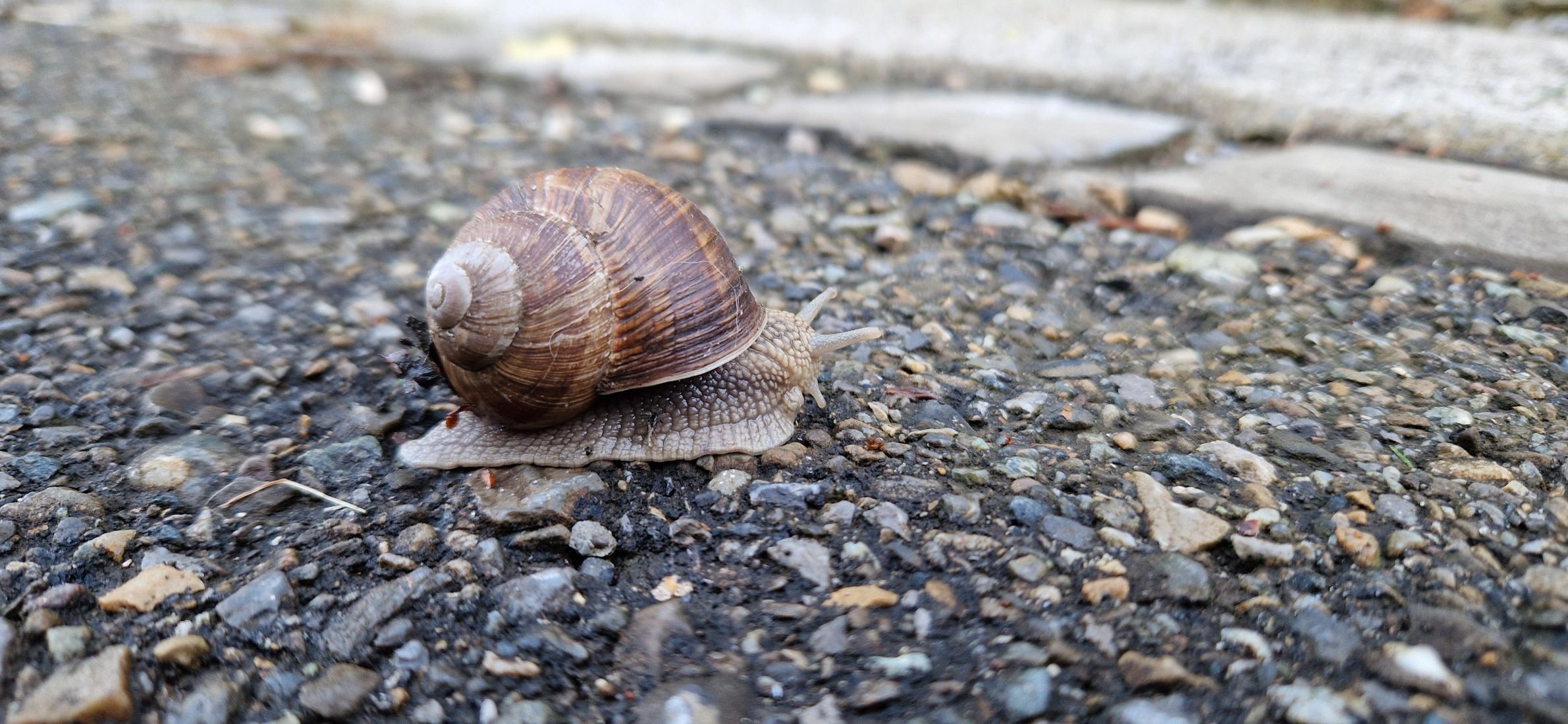 Weinbergschnecke