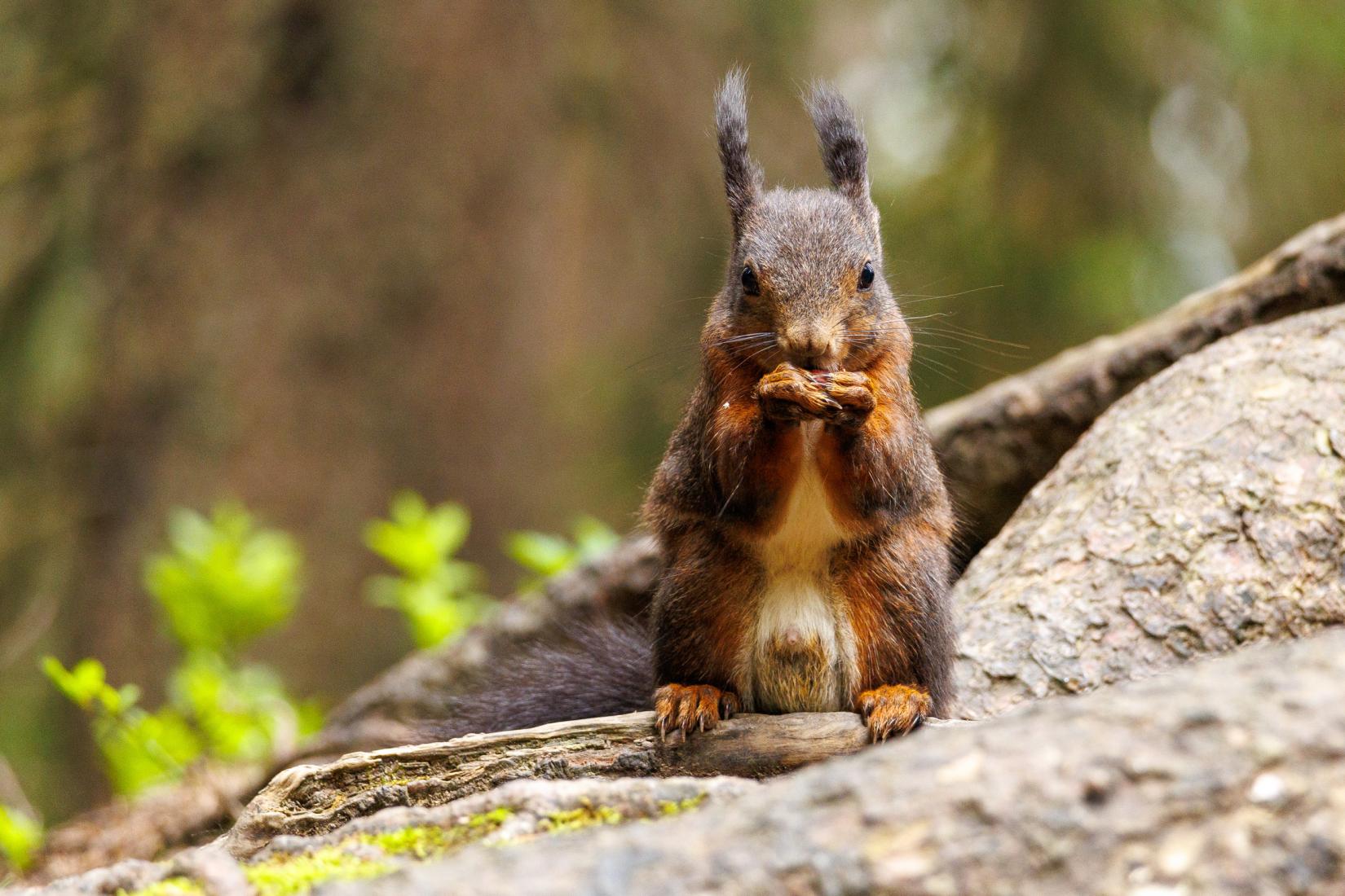 Eichhörnchen