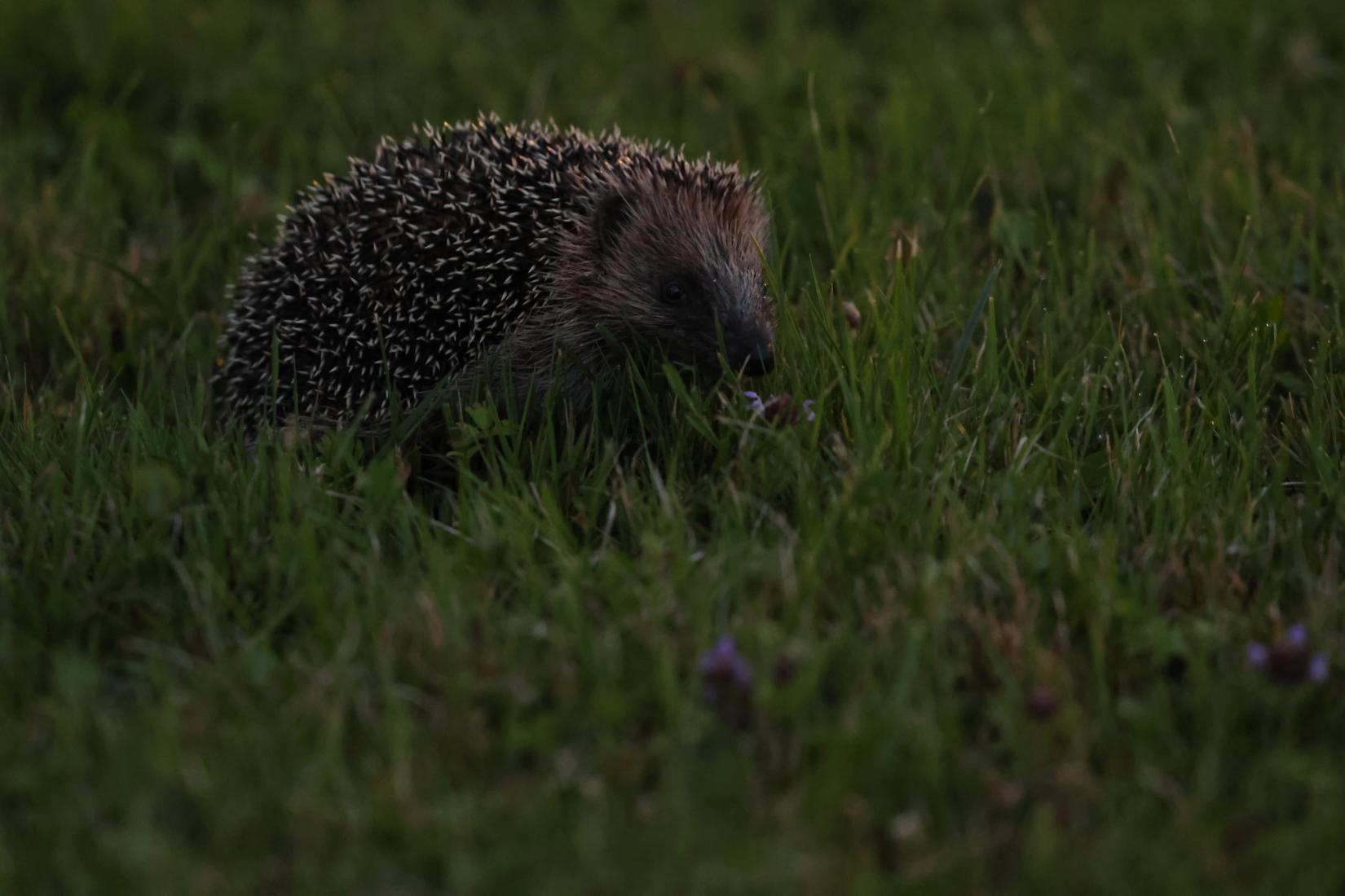 Igel