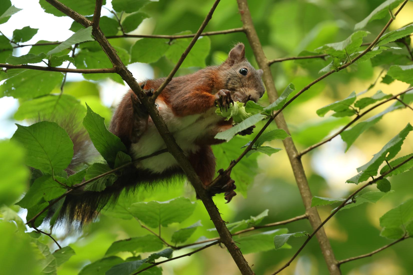 Eichhörnchen