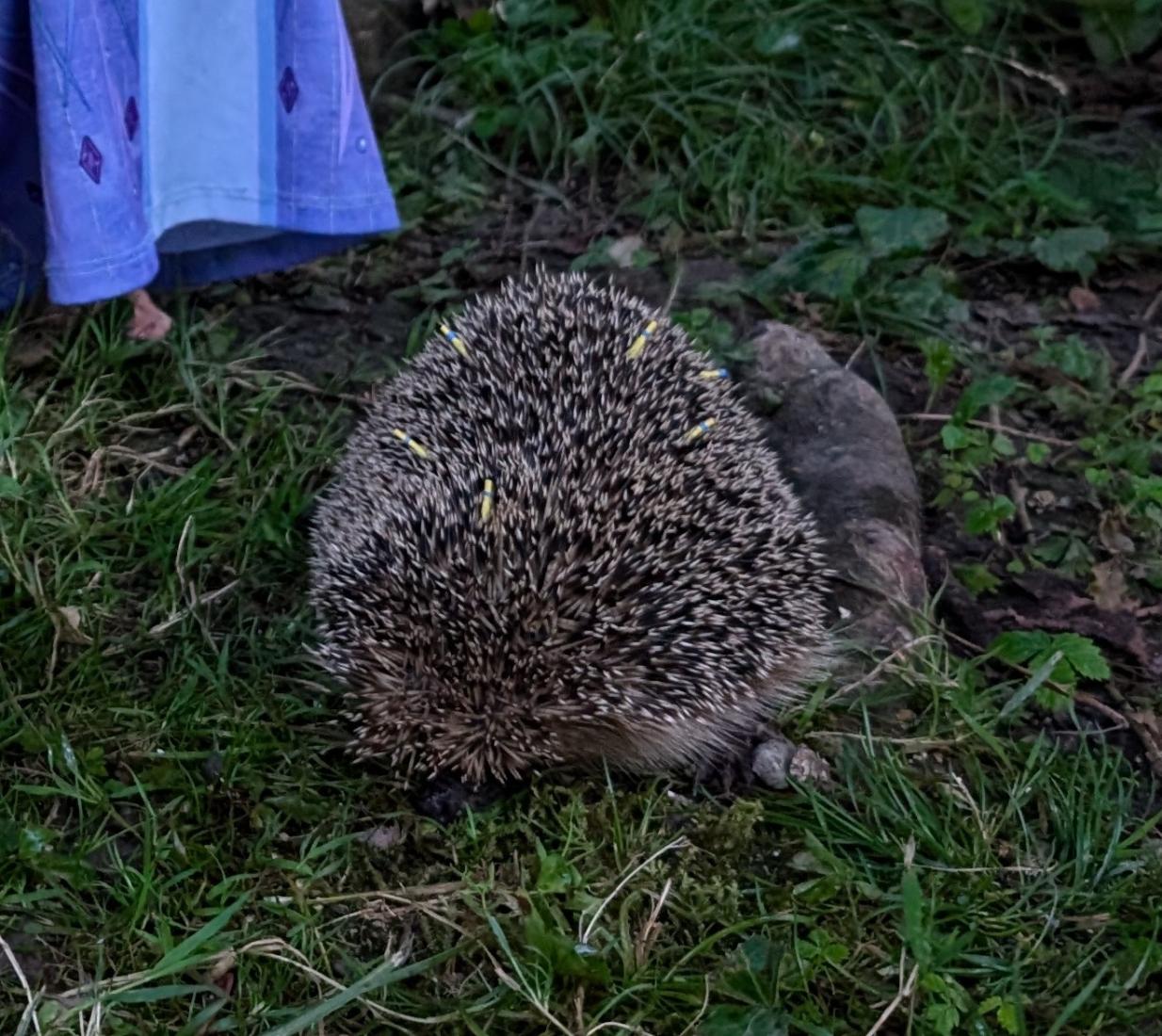 Igel