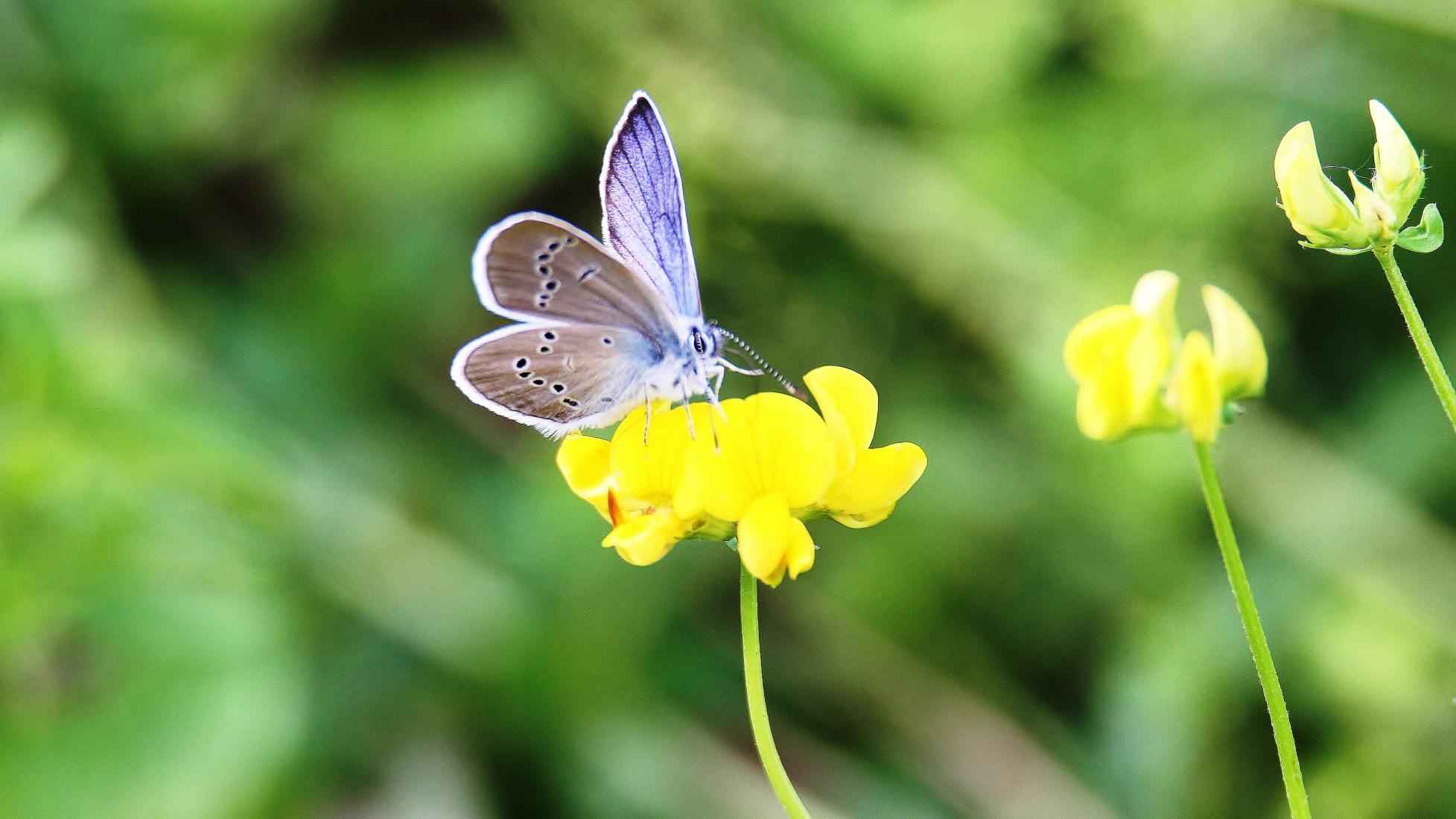 Violetter Waldbläuling