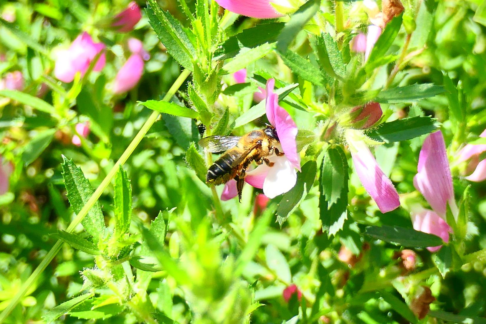 Garten-Blattschneiderbiene