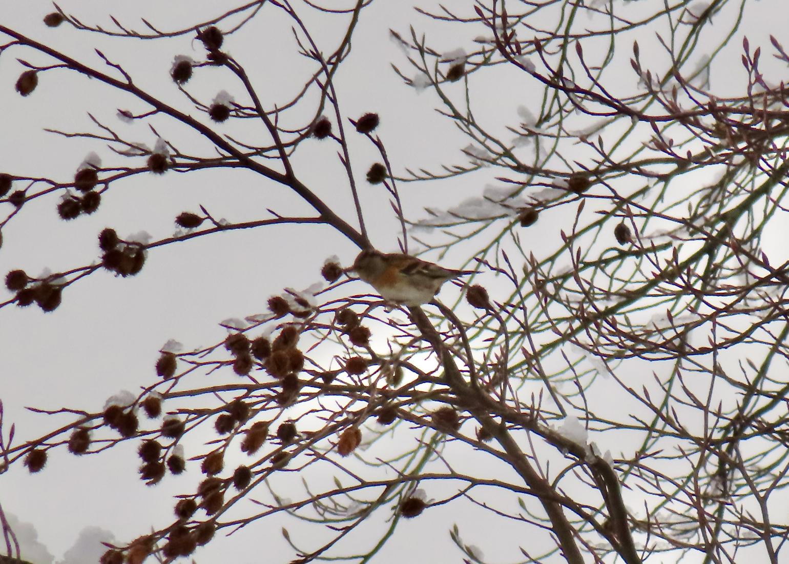 Bergfink (Fringilla montifringilla)