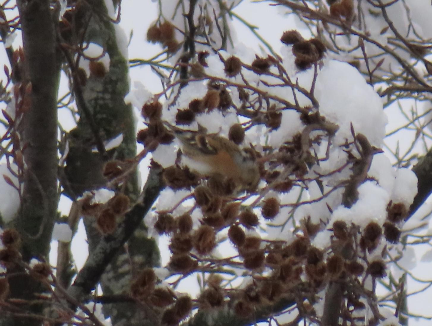 Bergfink (Fringilla montifringilla)