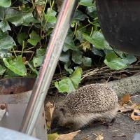 Igel