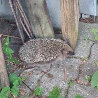 Igel