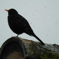 Amsel