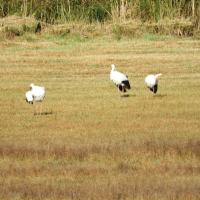 Weissstorch