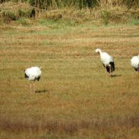 Weissstorch