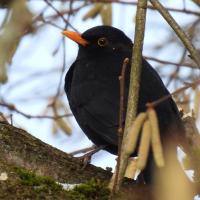 Amsel