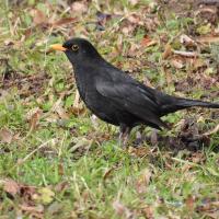 Amsel