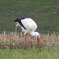 Weissstorch