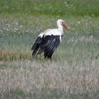 Weissstorch