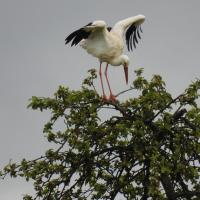 Weissstorch