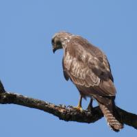 Mäusebussard