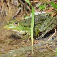 Wasserfrosch